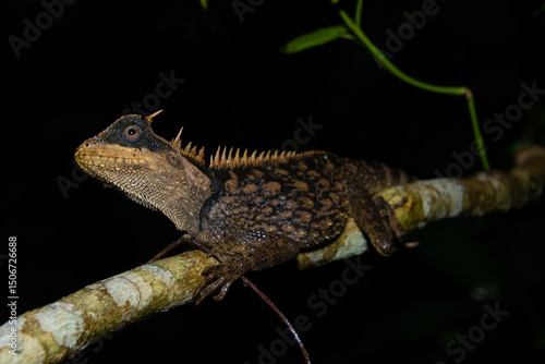 Cardamom Mountains Pricklenape (Acanthosaura cardamomensis) on branch in natural forest environment