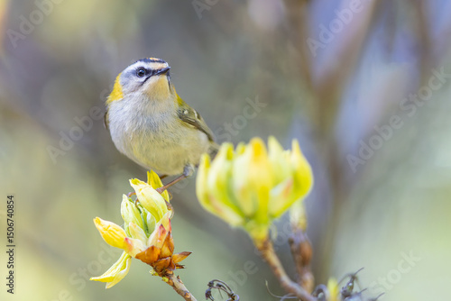 Sommergoldhähnchen