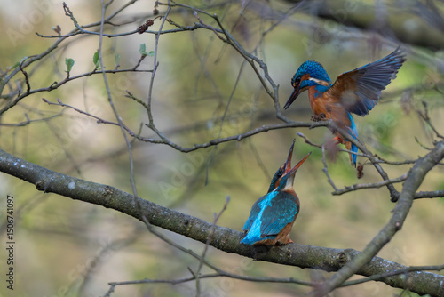 Eisvogel