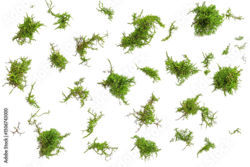 isolated green moss clumps on transparent background