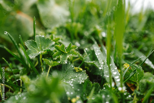 Wassertropfen im Gras