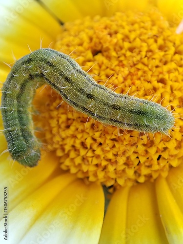 Helicoverpa zea. Gusano elotero. Gusano del maíz. 