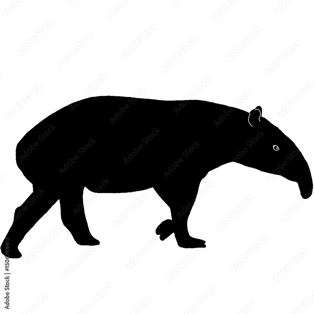 Obraz premium Silhouette of a Tapir Walking Side View