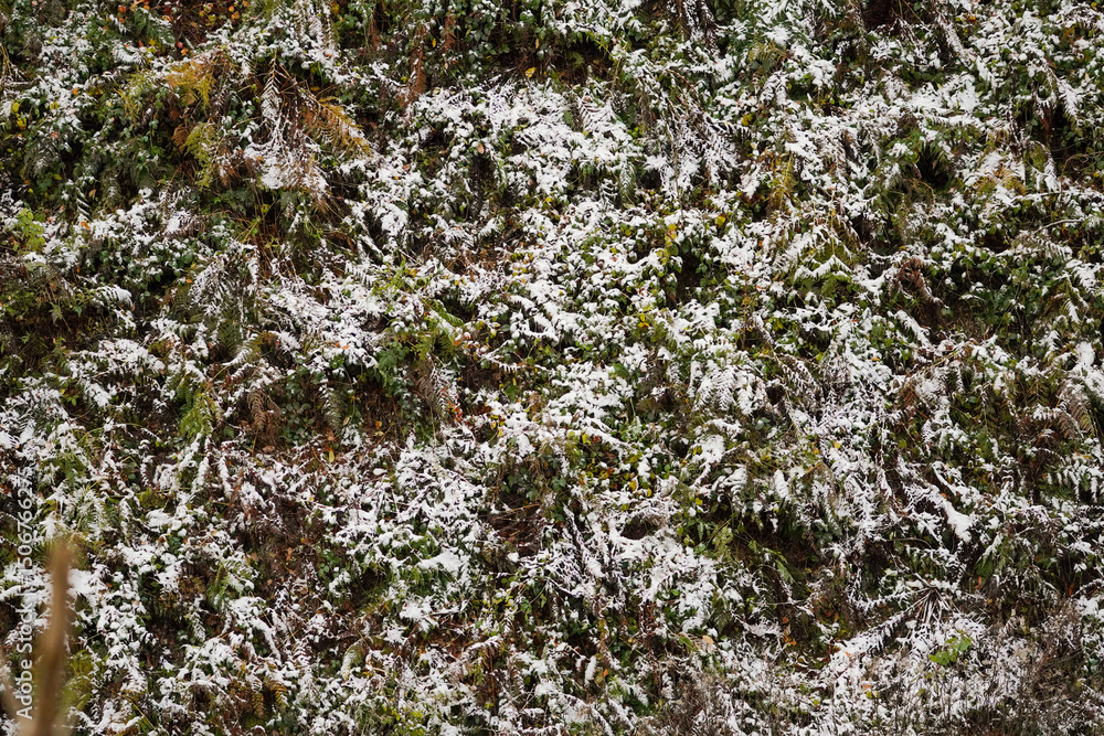 Snow covered slope of fern and other grass background, early winter morning, North Rhine-Westphalia, Germany Snow covered slope of fern and other grass background, early winter morning, North Rhine-Westphalia, Germany