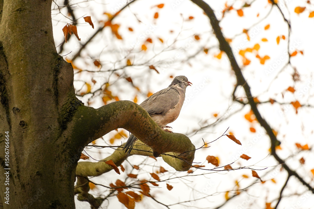 Fototapeta premium Angry common wood pigeon (Columba palumbus) sitting on a tree branch with an open beak, North Rhine-Westphalia, Germany