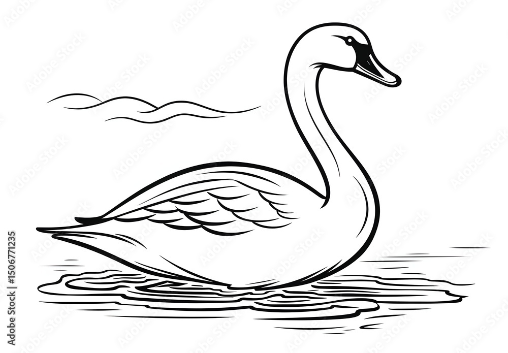 Fototapeta premium A swan swimming on the lake.