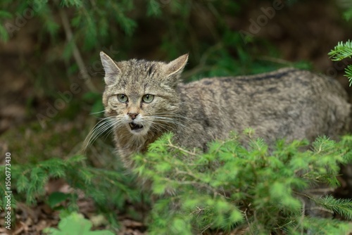 Portrait of a beautiful european wildcat in the nature habitat. Felis silvestris.