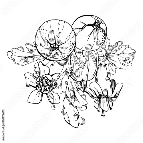 Gooseberry berries leaves flower buds, water dew drops, ripe garden Currant casseille huckleberry jostaberry. Isolated boutonniere illustration, hand drawn in vector ink. For cafe menu, farmers market