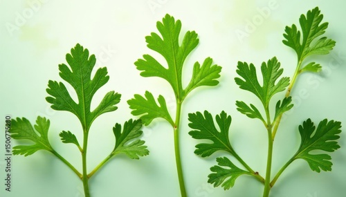 Delicate parsley sprigs forming a repeating motif, botanical, decoration, detail