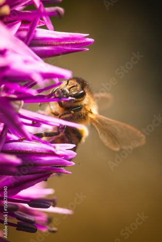 Wallpaper Mural A Bee Collecting Nectar from a Beautiful and Vibrant Purple Flower in Natures Garden Torontodigital.ca