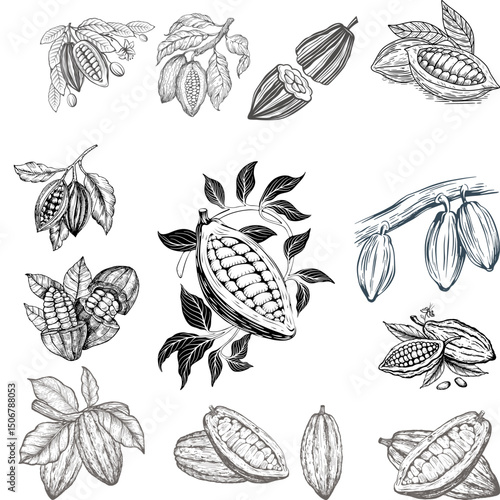 set of cocoa bean vector illustrations - hand drawn cocoa bean 