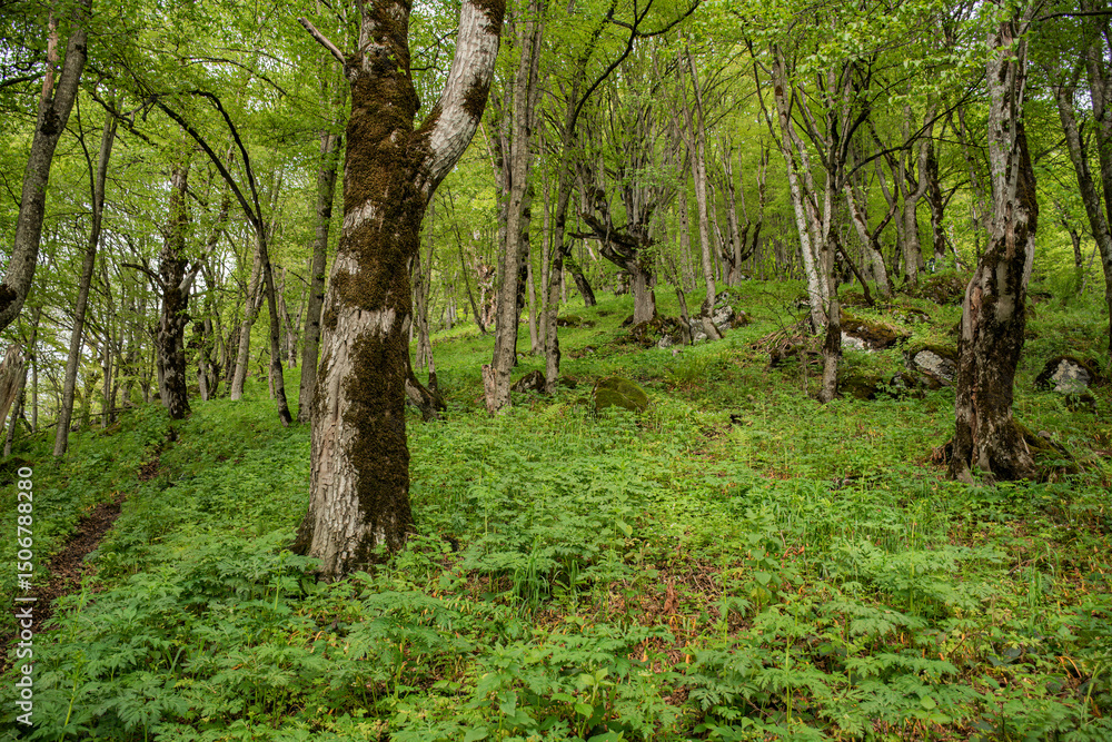Obraz premium trees in the forest