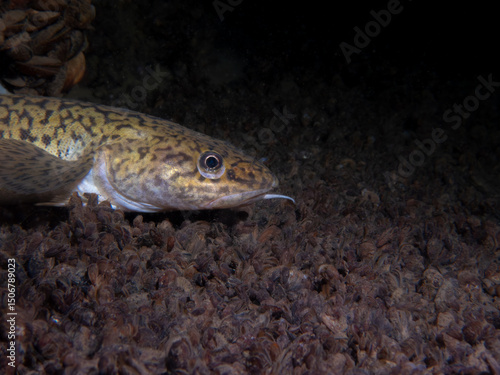 Close-Up of Burbot Resting on Riverbed Sediment