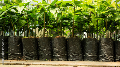 cocoa trees seedling in nursery