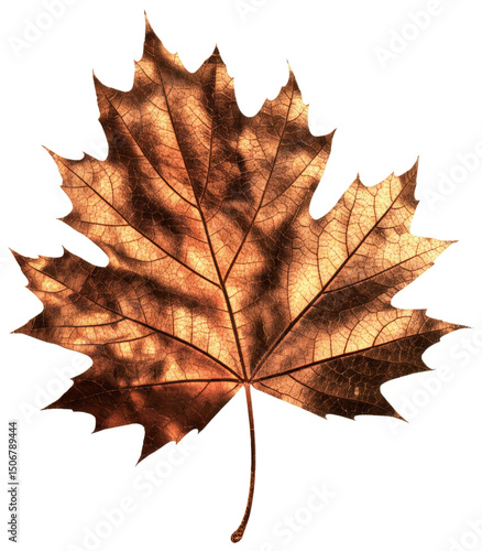 Dried Leaf Intricate Veining Autumnal Hues, transparent background png