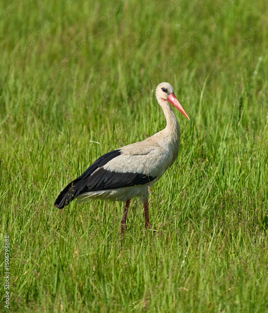 Fototapeta premium White stork in green grass
