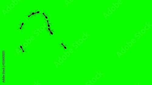  ants A line of worker ants marching in search of food. Symbolizing teamwork, community, and unity in nature. Animated video on white and green background