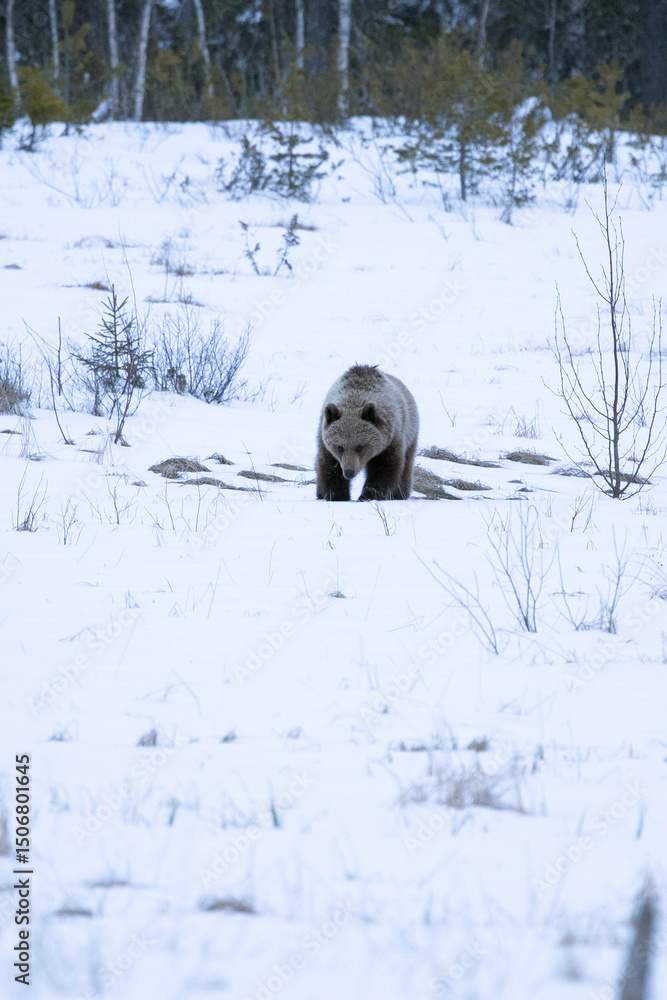 Obraz premium A male grizzly bear roaming around his territory in northern Finland on a very cold and snowy afternoon.
