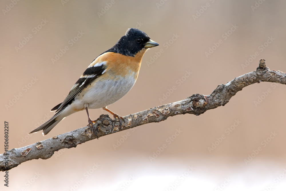 Obraz premium Male Brambling in a birch forest in the last light of the evening