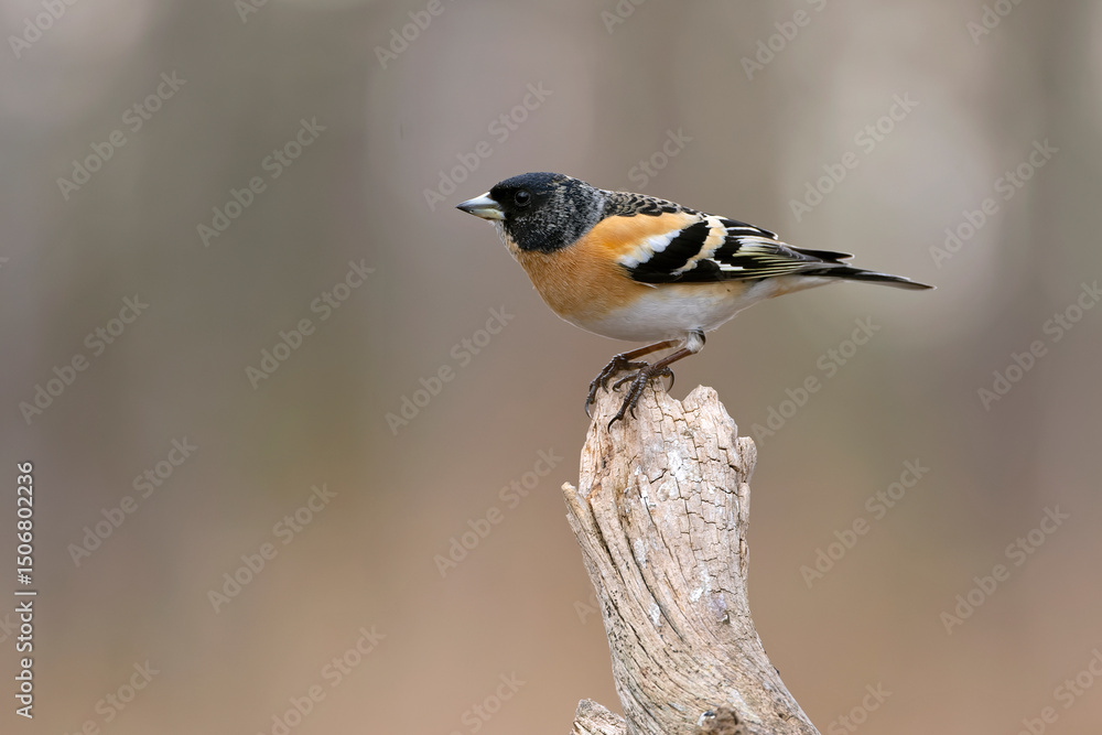Fototapeta premium Male Brambling in a birch forest in the last light of the evening
