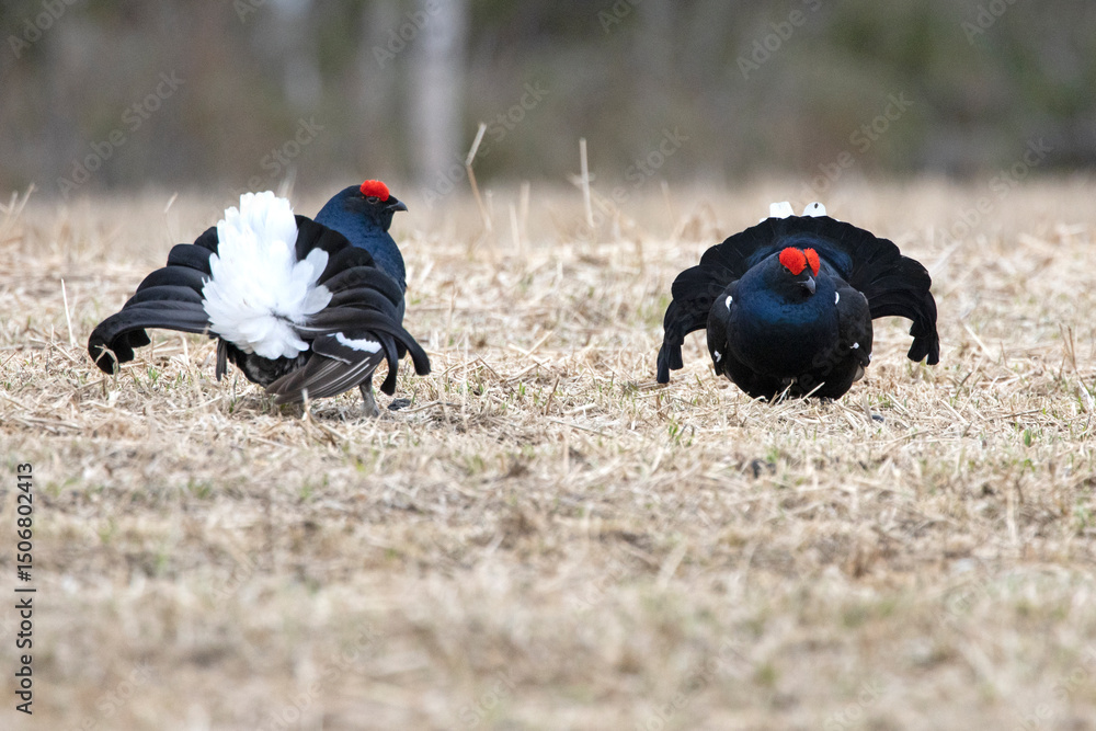 Two male black grouse challenging each other on their lek during the mating season at first light. Two male black grouse challenging each other on their lek during the mating season at first light.
