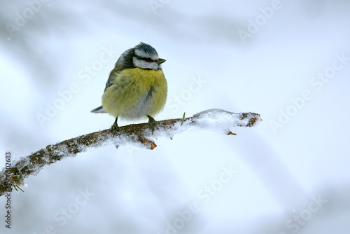 Blue tit in a coniferous forest with the light of an early winter day under a heavy snowfall