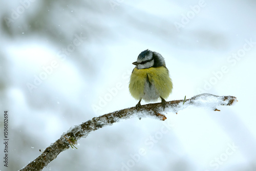 Blue tit in a coniferous forest with the light of an early winter day under a heavy snowfall