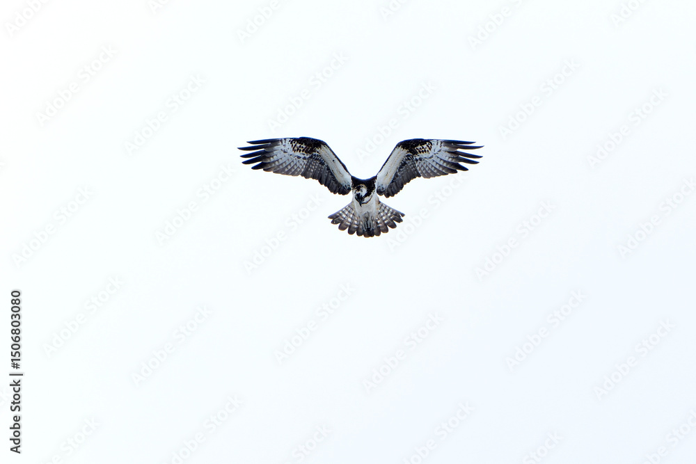 Obraz premium Osprey in flight trying to fish in an inland lake in Finland at first light