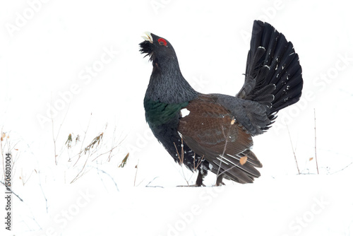 Photography Male Capercaillie during the mating season on its completely snow-covered breeding territory in a pine and birch forest at first light