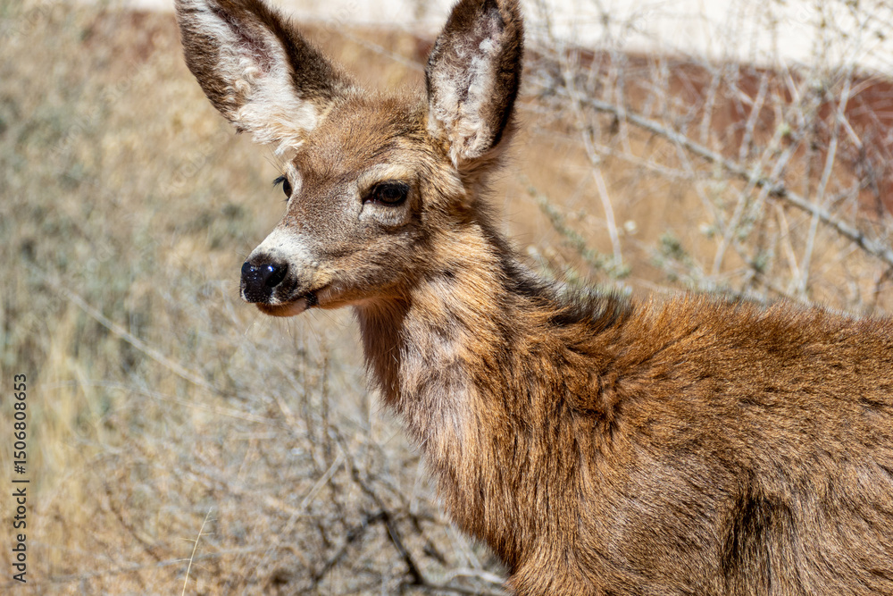 Mule Deer in Zion National Park at Watchman Trail close to Visitor Center, Utah USA Mule Deer in Zion National Park at Watchman Trail close to Visitor Center, Utah USA
