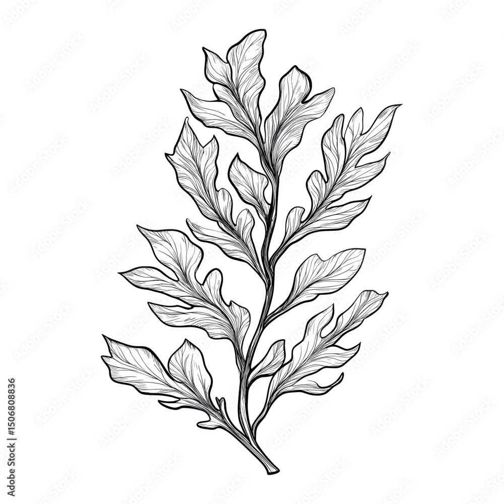 Naklejka premium A seaweed leaf drawing sketch illustration vector