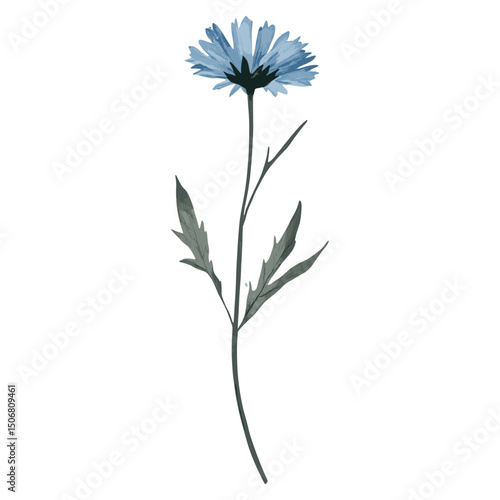 Cornflower illustration watercolor botanical vector