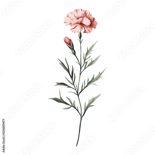 Carnation field carnation flower illustration vector