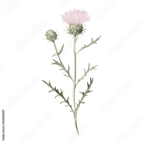 Wallpaper Mural Thistle thistle illustration botanical vector Torontodigital.ca