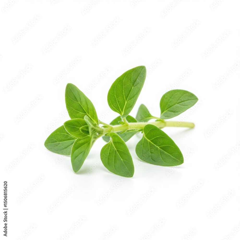 Fresh oregano sprig isolated on white background Fresh oregano sprig isolated on white background