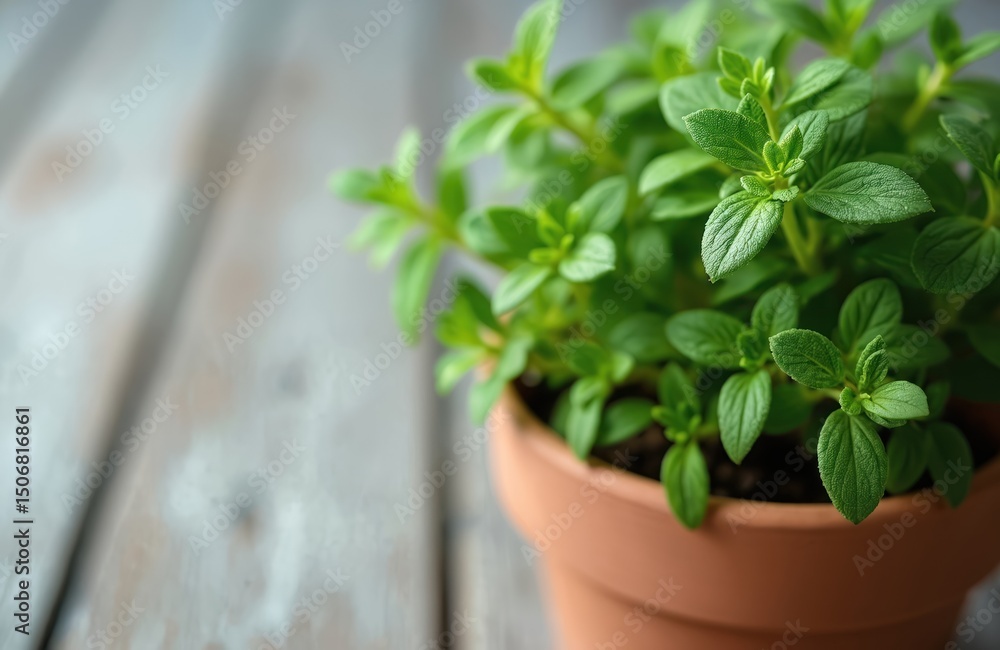 Close-up photo of oregano plant in terracotta flower pot on wooden background. Fresh green leaves herb growing for kitchen garden. Natural organic plant for cooking, food ingredient. Healthy eating, Close-up photo of oregano plant in terracotta flower pot on wooden background. Fresh green leaves herb growing for kitchen garden. Natural organic plant for cooking, food ingredient. Healthy eating,