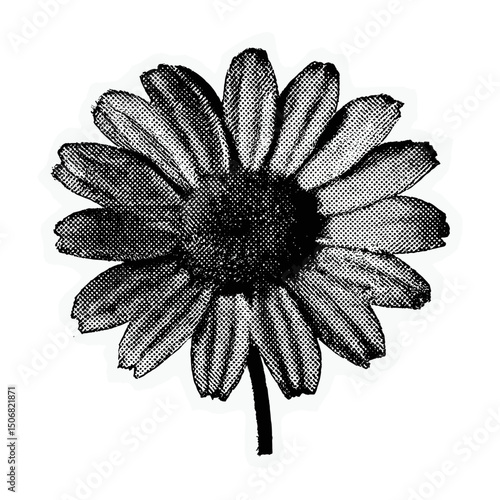 Vintage monochrome daisy illustration vector