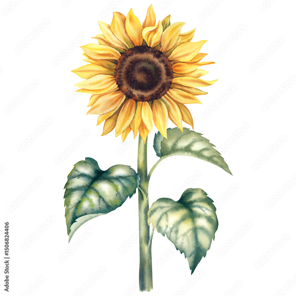 Fototapeta premium Sunflower on an isolated background. Hand-painted watercolor illustration of autumn flowers. Botanical flower painting in rustic style. A clipart for invitations and postcards.