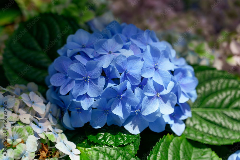 Obraz premium Blossoming hydrangea or hortensia flowers with gentle franrance and fragile fresh pink and violet petals
