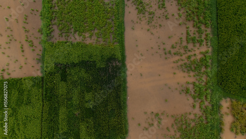 Top-down aerial of vibrant green rice paddies segmented by narrow dirt tracks and flooded plots, forming a geometric agricultural patchwork
