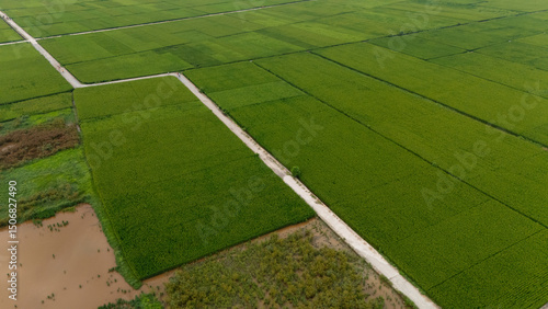Top-down aerial of vibrant green rice paddies segmented by narrow dirt tracks and flooded plots, forming a geometric agricultural patchwork