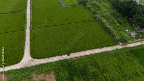 Top-down aerial of vibrant green rice paddies segmented by narrow dirt tracks and flooded plots, forming a geometric agricultural patchwork