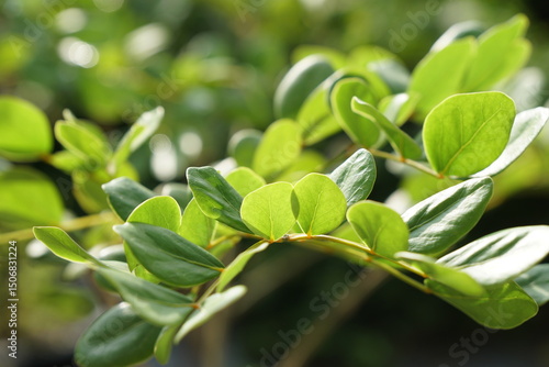 Selective focus on Lignum vitae or Guaiac wood leaves in morning light. City gardening or urban farming. Nature background with copy space.