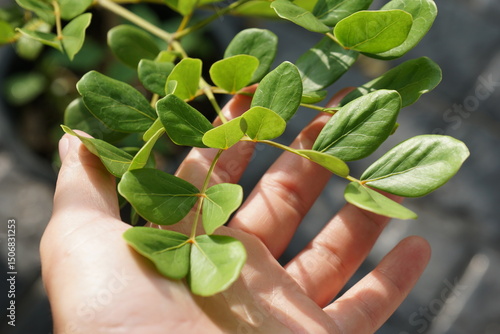 Hand holding a branch of Lignum vitae or Guaiac wood in morning light. City gardening or urban farming. Nature background with copy space.