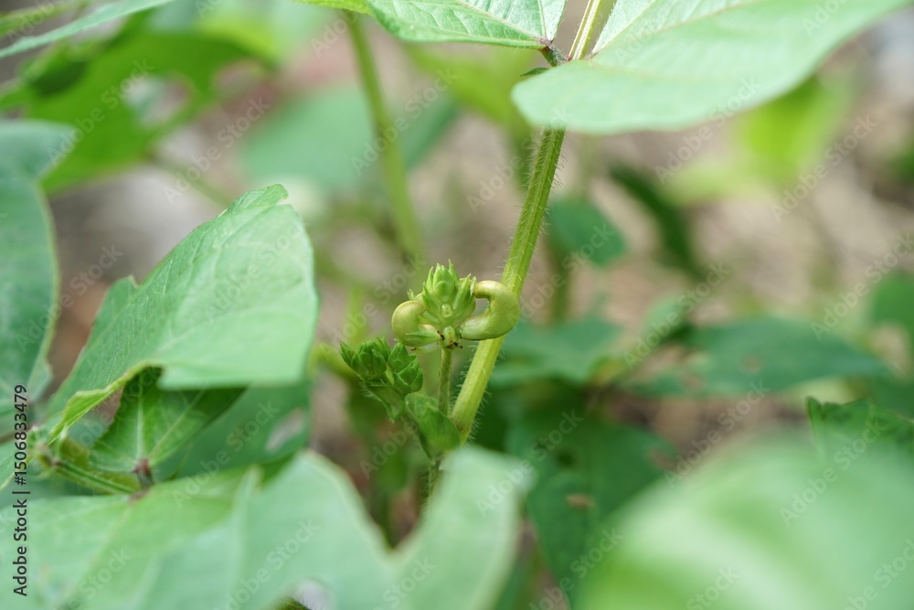 Obraz premium Green bean with young flower. Fresh homegrown, organic vegetables, green food. Plant plot in city garden or urban farming. Natural background with copy space.