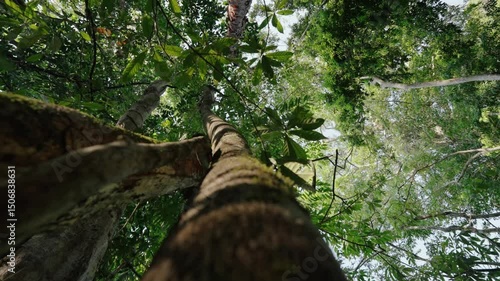 Low angle shows moss-covered tree trunks rising toward a bright green canopy in the tropical forest of Mopan, Guatemala.