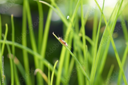 Obraz na plátne caterpillar on green onion, multiply onion or spring onion leaves with morning light