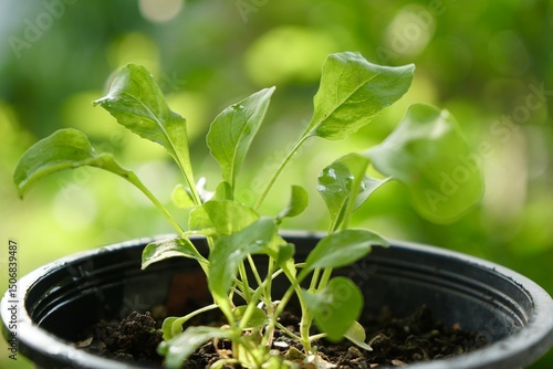 Young rocket  leaves in plant pot with morning light. Fresh homegrown, organic vegetables, raw food.  Home gardening or urban farming. Nature background.