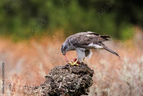 Eurasian goshawk Astur gentilis feeding on a treestump