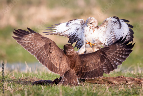 Two common buzzards buteo buteo fighting with spreaded wings